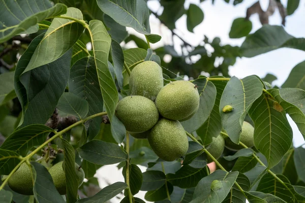 Noce Verde Che Cresce Albero Vicino — Foto Stock