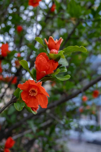 Ramos Romã Punica Granatum Com Flores Vermelhas Brilhantes Folhas Verdes — Fotografia de Stock