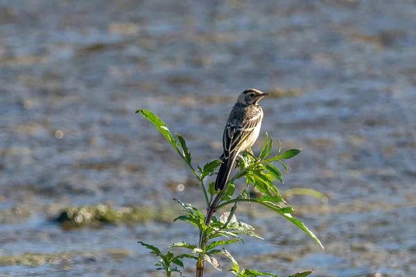 美しい白いウグイールのクローズアップ写真 Motacilla Alba — ストック写真