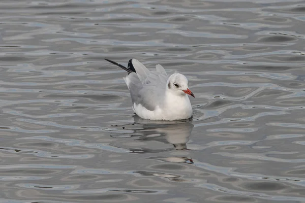 Mouette Tête Noire Chroicocephalus Ridibundus Faune Sauvage Dans Habitat Naturel — Photo