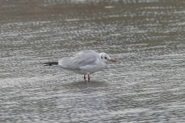 Mouette Tête Noire Chroicocephalus Ridibundus Faune Sauvage Dans Habitat Naturel — Photo