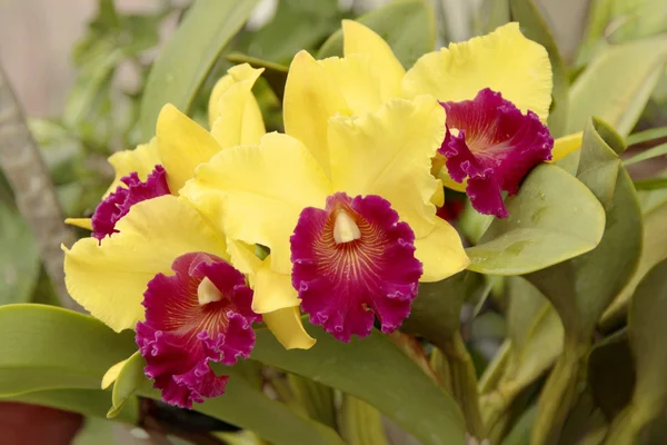 Yellow Cattleya Orchids — Stock Photo, Image