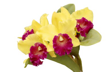 Sarı orkide