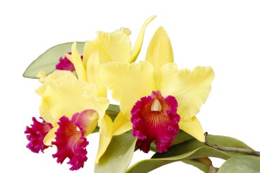 Cattleya orkideler