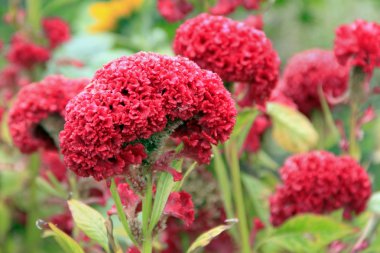 Kırmızı bir çiçek.