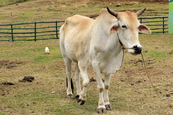 Cinco patas de vaca — Foto de Stock