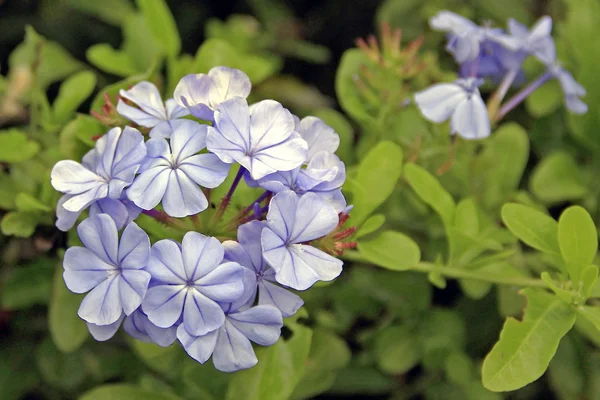 Una flor azul —  Fotos de Stock