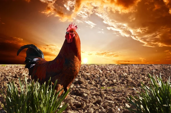 Rooster Royalty Free Stock Photos