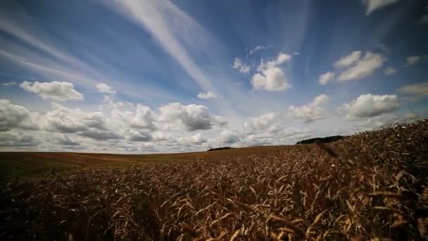 Buğday tarlasında bulutlar — Stok video