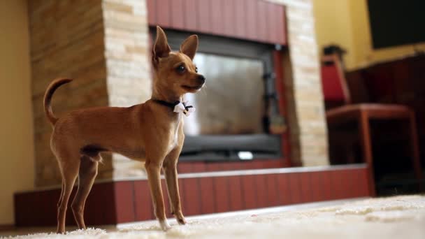 Cãozinho alegre — Vídeo de Stock