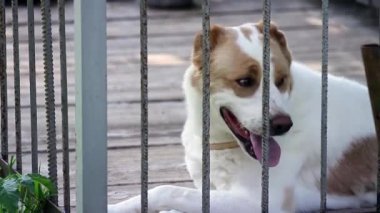 büyük köpek