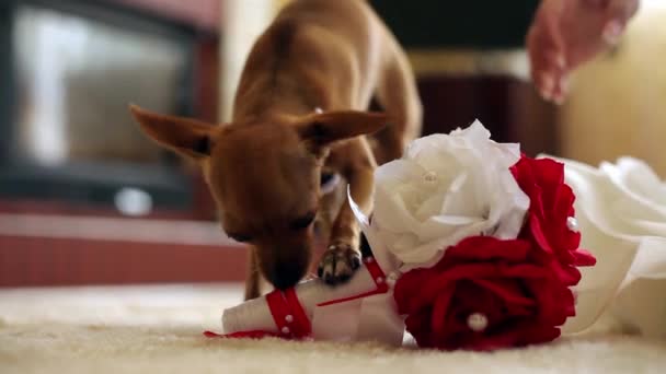 Doggie และช่อดอกไม้ — วีดีโอสต็อก