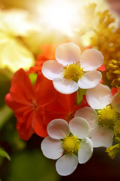 Bouquet flowers — Stock Photo, Image