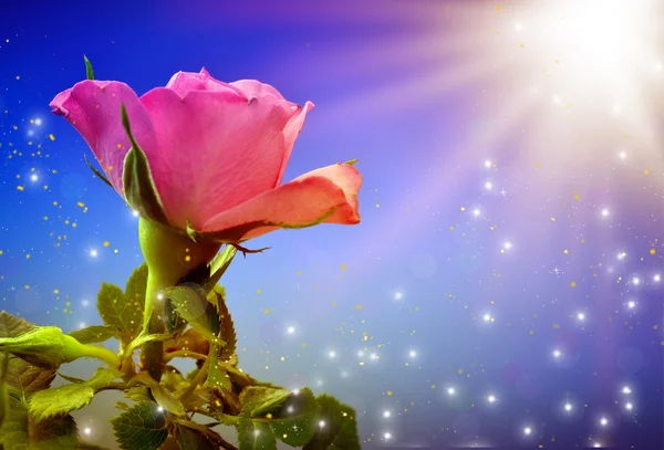 Pink rose — Stock Photo, Image