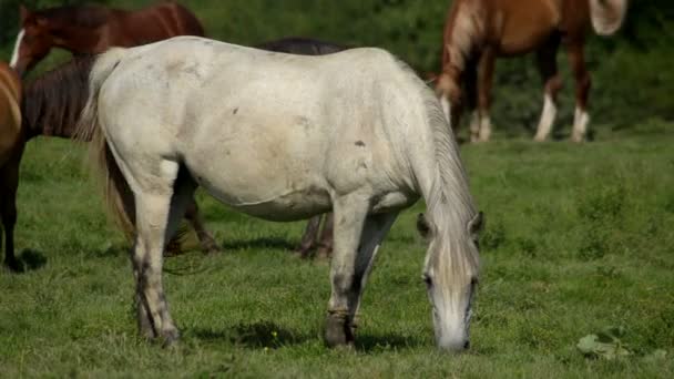 Белая лошадь — стоковое видео