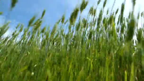 Grüner Weizen — Stockvideo