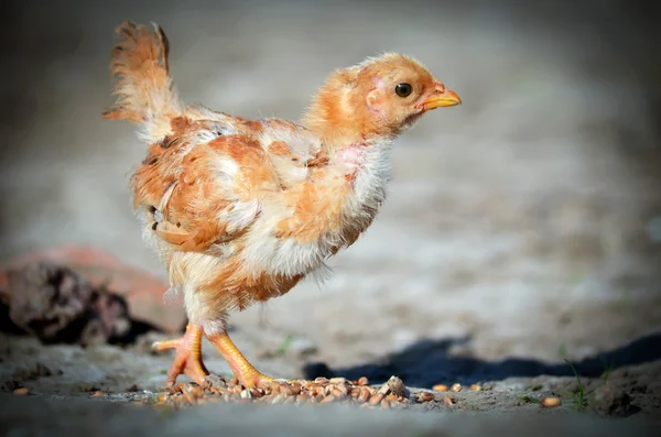 Malé kuřátko — Stock fotografie