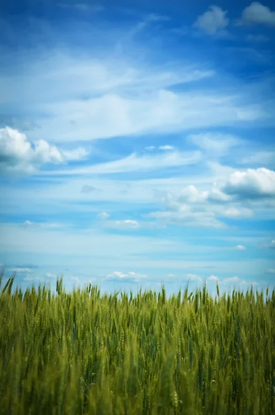 Campo di grano verde — Foto Stock