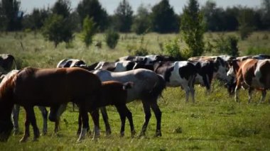 Otlaktaki inek ve at sürüleri. Sıcak güneşli hava