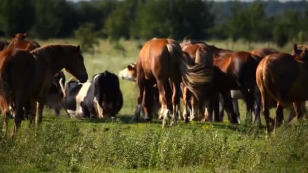 Manada Vacas Caballos Pasto Clima Cálido Soleado — Vídeos de Stock