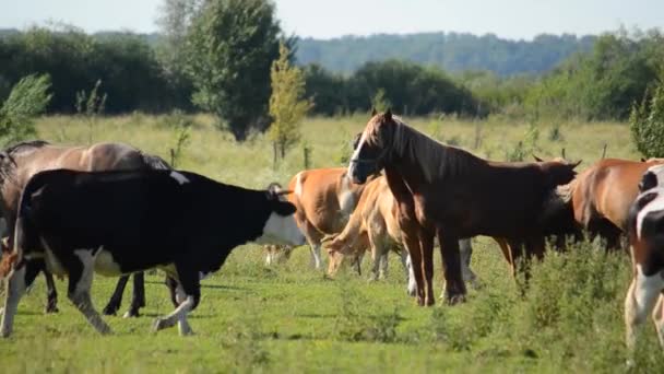 Manada Vacas Caballos Pasto Clima Cálido Soleado — Vídeos de Stock