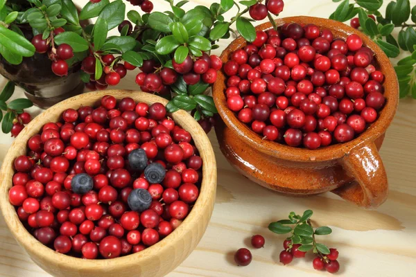 Cranberries — Stock Photo, Image