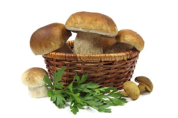 Mushrooms — Stock Photo, Image