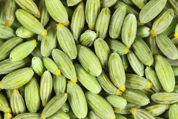 Fennel seeds — Stock Photo, Image