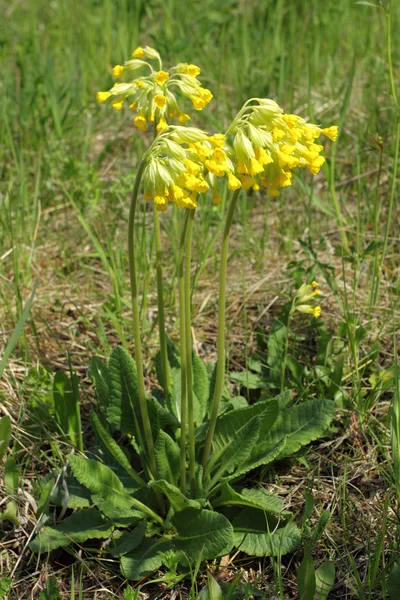 Primula veris — Stockfoto