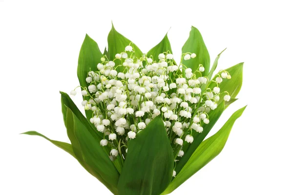 Lily of the valley — Stock Photo, Image