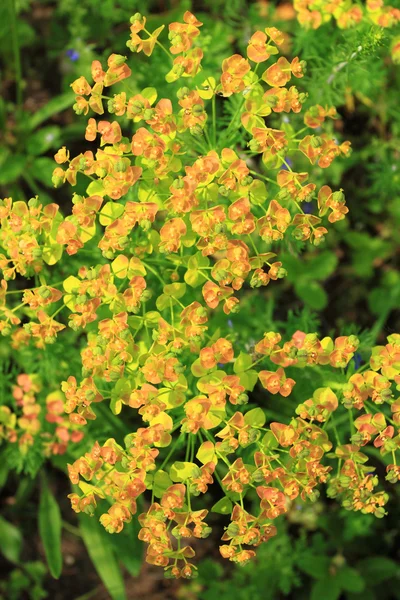 Euphorbia esula — Stock Fotó