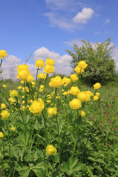 Globeflower — Stock Photo, Image