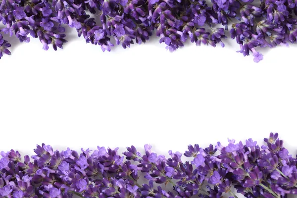 Telaio con lavanda — Foto Stock