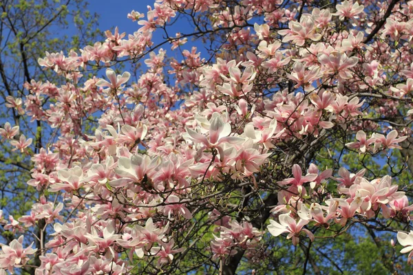 マグノリアの木の花 — ストック写真