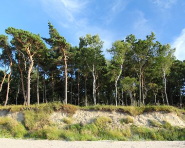 Orman ve gökyüzü.