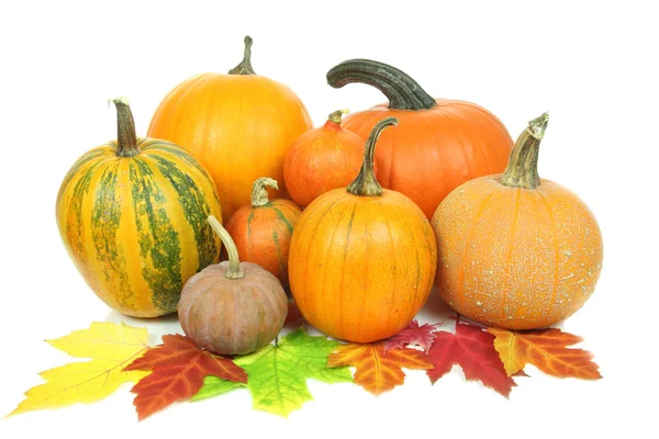 Calabazas aisladas — Foto de Stock