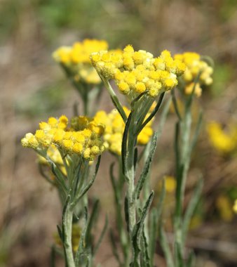 Helichrysum arenarium