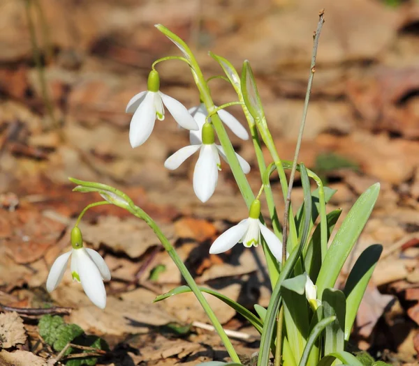 Kardelen — Stok fotoğraf