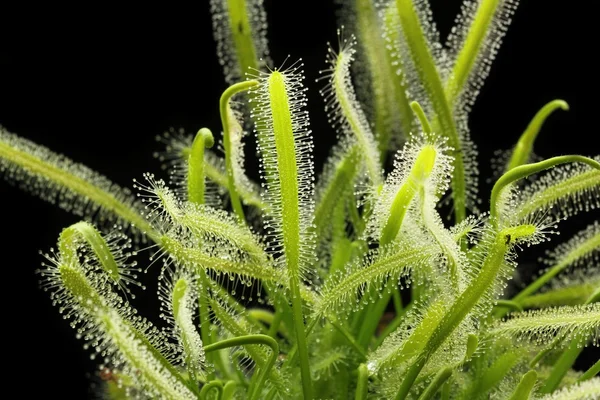 食虫植物 — ストック写真