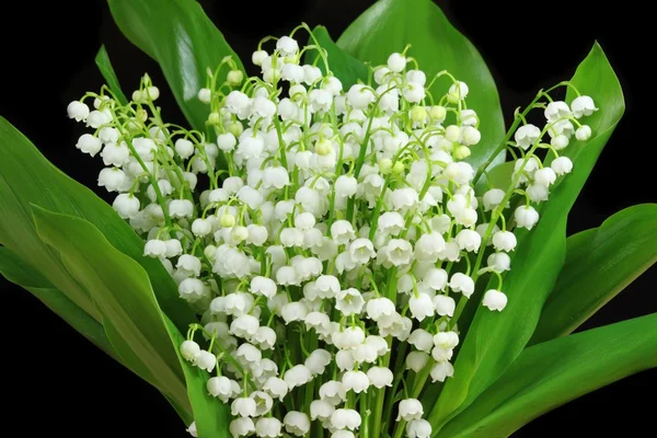 Lily of the valley — Stock Photo, Image