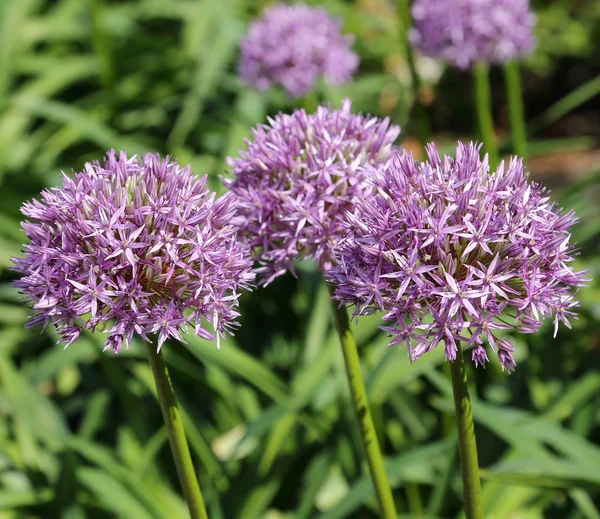 Alium Giganteum — стокове фото