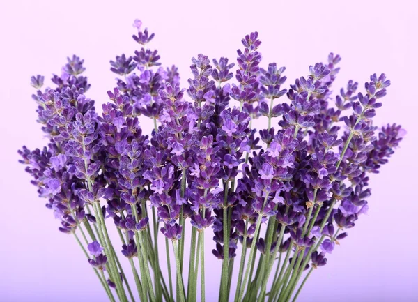 Lavanda — Fotografia de Stock