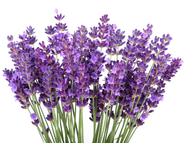 Lavanda — Fotografia de Stock