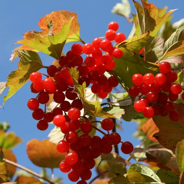 Autunno — Foto Stock