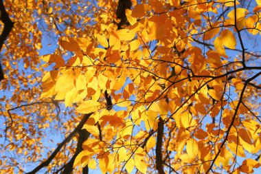 Renkli sonbahar yapraklarıyla güneşli ışıkta boynuz direği..