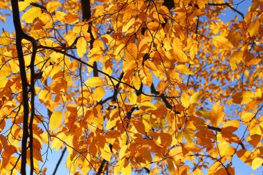 Renkli sonbahar yapraklarıyla güneşli ışıkta boynuz direği..