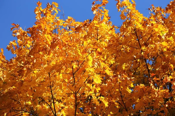 Árbol Arce Con Hojas Coloridas Otoño Luz Soleada —  Fotos de Stock