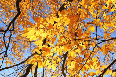 Renkli sonbahar yapraklarıyla güneşli ışıkta boynuz direği..