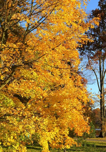 Maple Tree Colorful Autumn Leaves Sunny Light — Stock Photo, Image