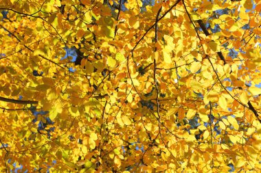 Renkli sonbahar yapraklarıyla güneşli ışıkta boynuz direği..